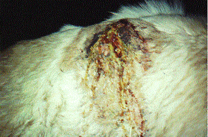 Buddy's Abscess