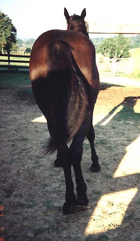 Leaning Yearling