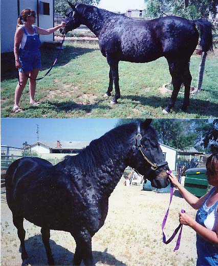 Equine - Horse  - Hives