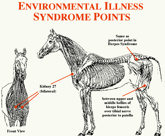 EPM Acupuncture Points