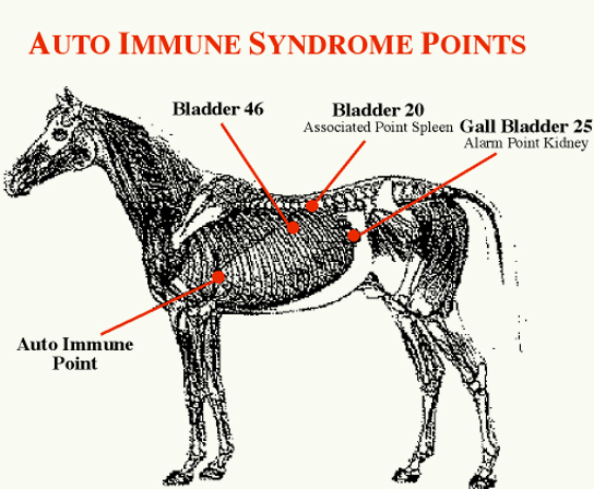 Equine Auto Immune Acupuncture Points